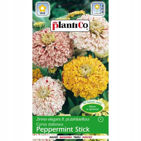 Nasiona Cynia Wytw. Daliowa Peppermint Stick Plantico