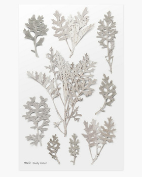 Naklejki Ozdobne Roślinne Starzec Appree