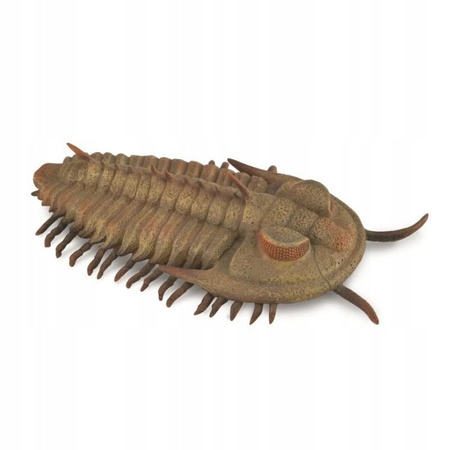 Figurka Redlichia Rex Trilobite Collecta