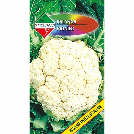 Nasiona Kalafior Pionier 1 Gram Spójnia