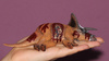 Figurka Dinozaur Triceratops Ofiara Dinozaura (L) Collecta
