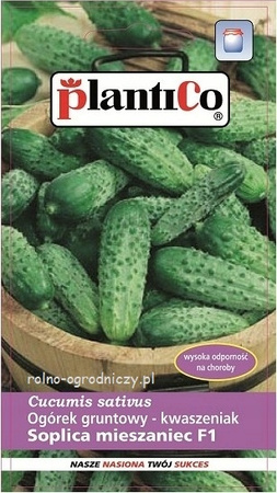 Nasiona Ogórek Gruntowy Soplica - Mieszaniec 5 Gram Plantico