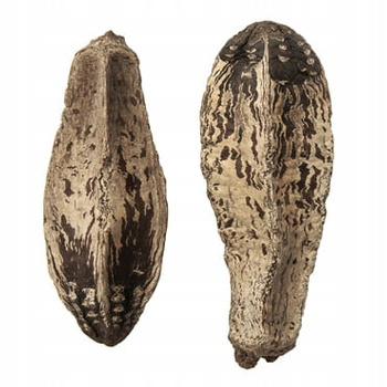 Mahoniowe strąki, 2 szt. DpCraft