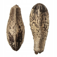 Mahoniowe strąki, 2 szt. DpCraft