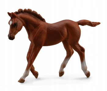 Źrebię Thoroughbred Foal Walking Chesnut Collecta